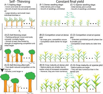 Recovering the Metabolic, Self-Thinning, and Constant Final Yield Rules in Mono-Specific Stands